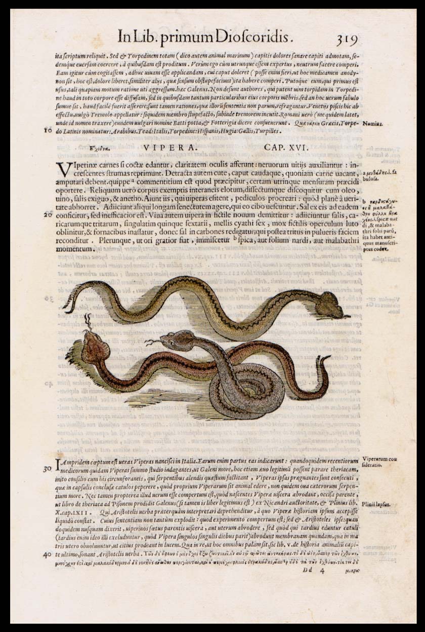 stampa antica vipera mattioli