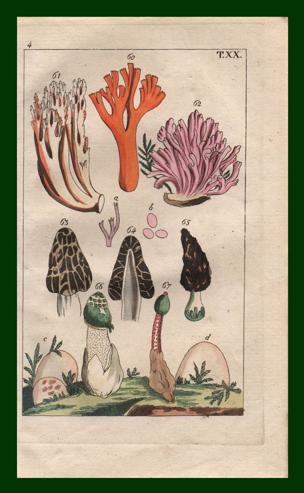 stampa antica funghi manine