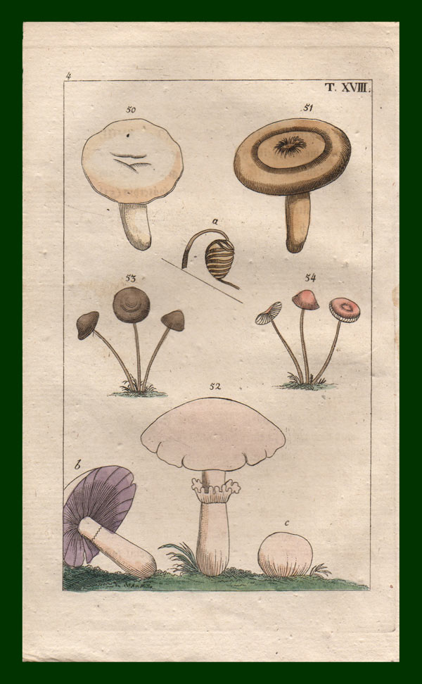 stampa antica funghi peveraccio