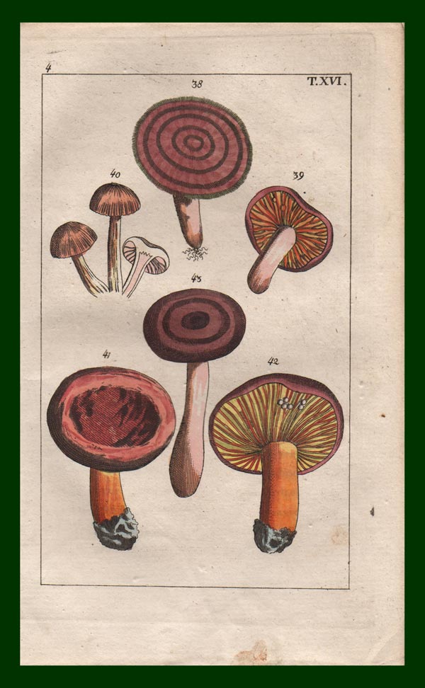 stampa antica funghi sanguigna