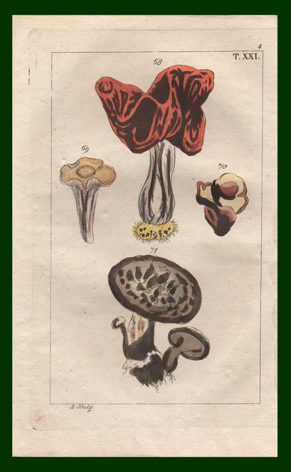 stampa antica funghi steccherino