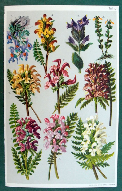 stampa antica fiori montagna alpine flora
