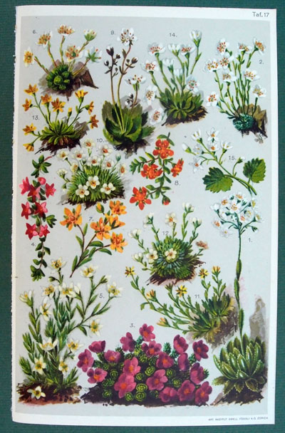 stampa antica fiori saxifragae