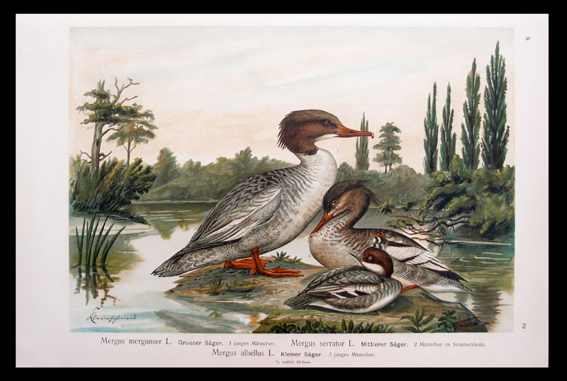stampa antica anatra smerghi