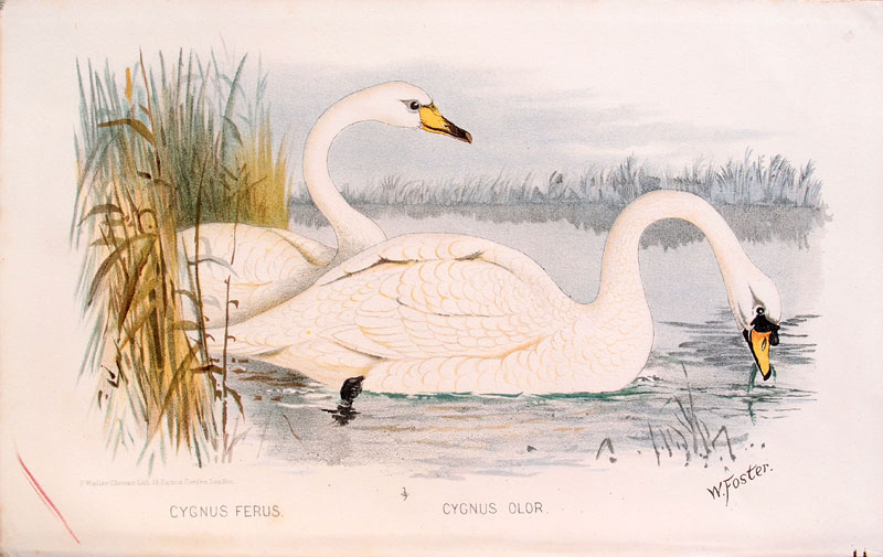 stampa antica cigni foster