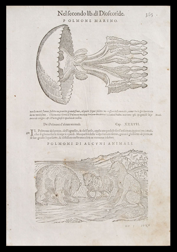 stampa antica polmoni animali mattioli stampa antica polmoni animali