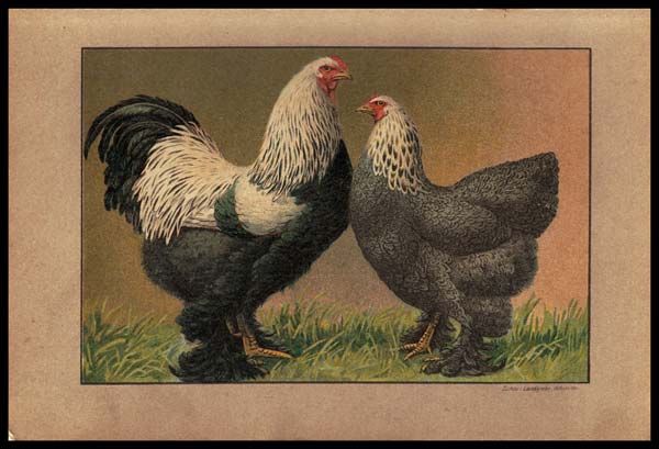 stampa antica gallo brahma