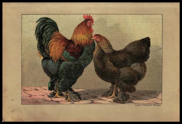 stampa antica galli galline cochin