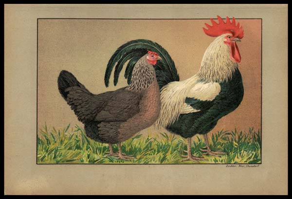 stampa antica gallo dorking