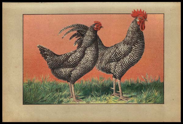 stampa antica gallo scozzese