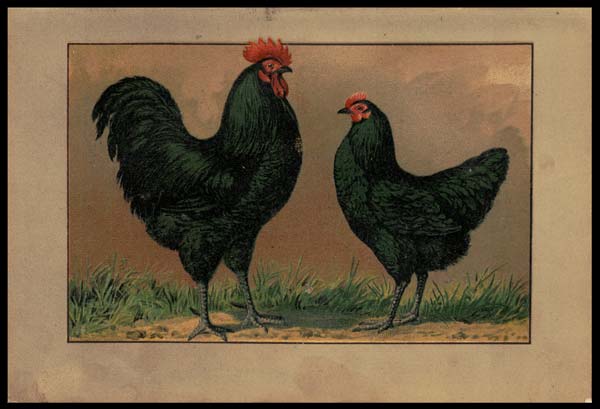 stampa antica gallo cina