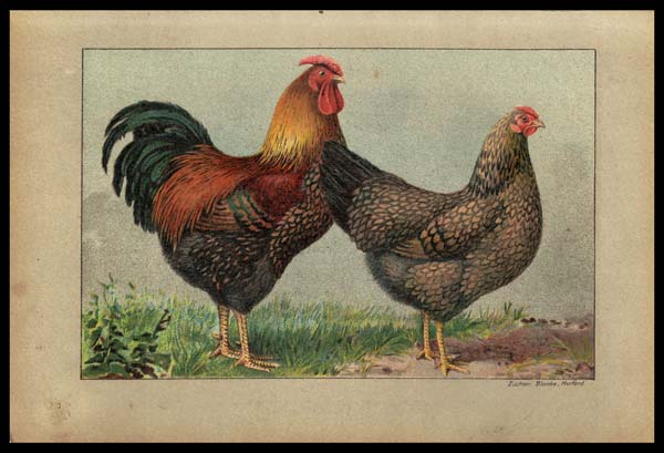 stampa antica gallina wyandotte