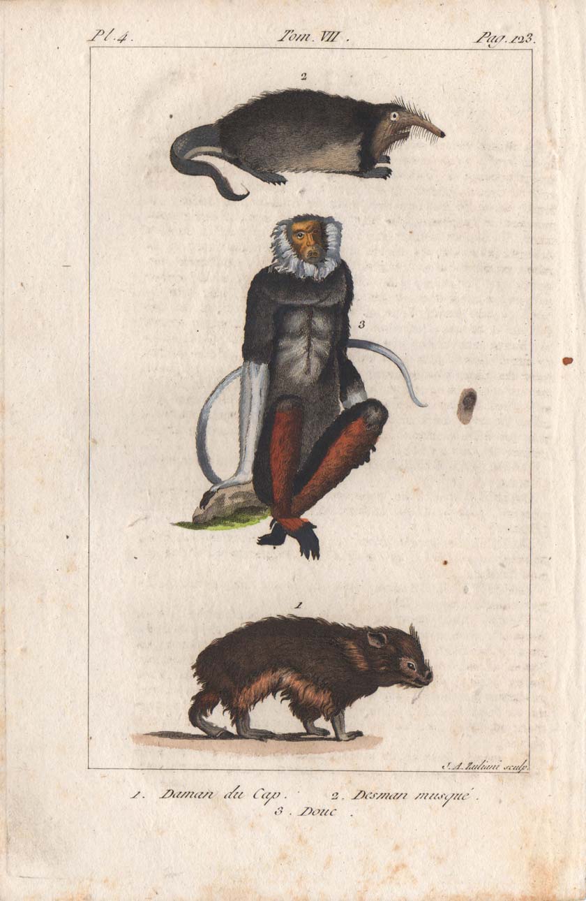 stampa antica procavia