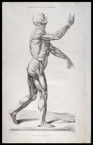 stampa antica muscoli