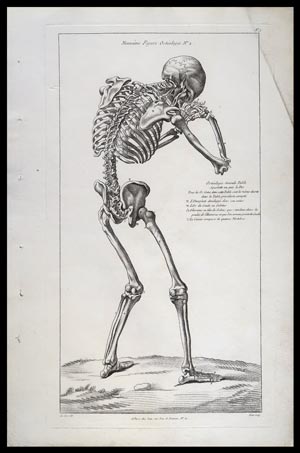 stampa antica scheletro umano