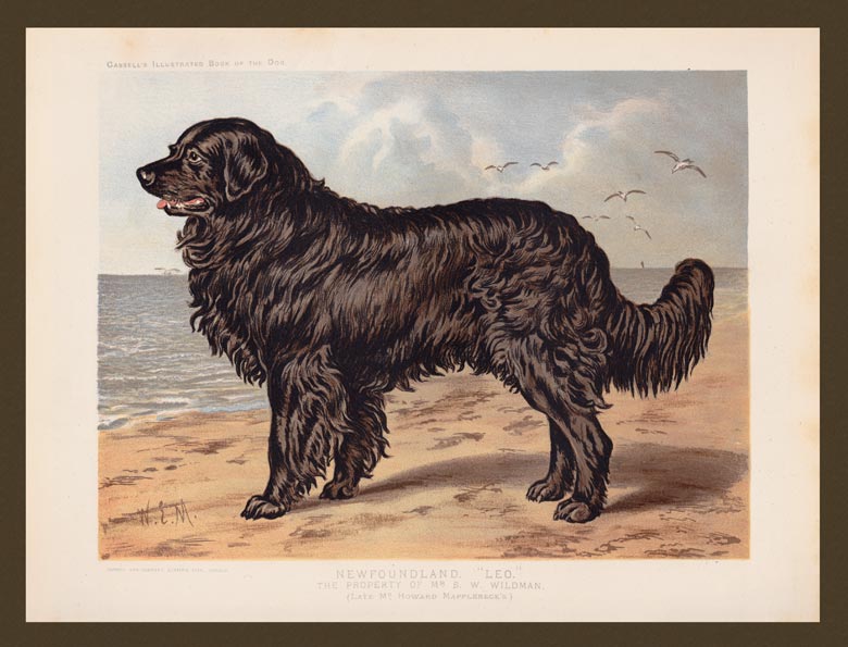 stampa antica cane terranova