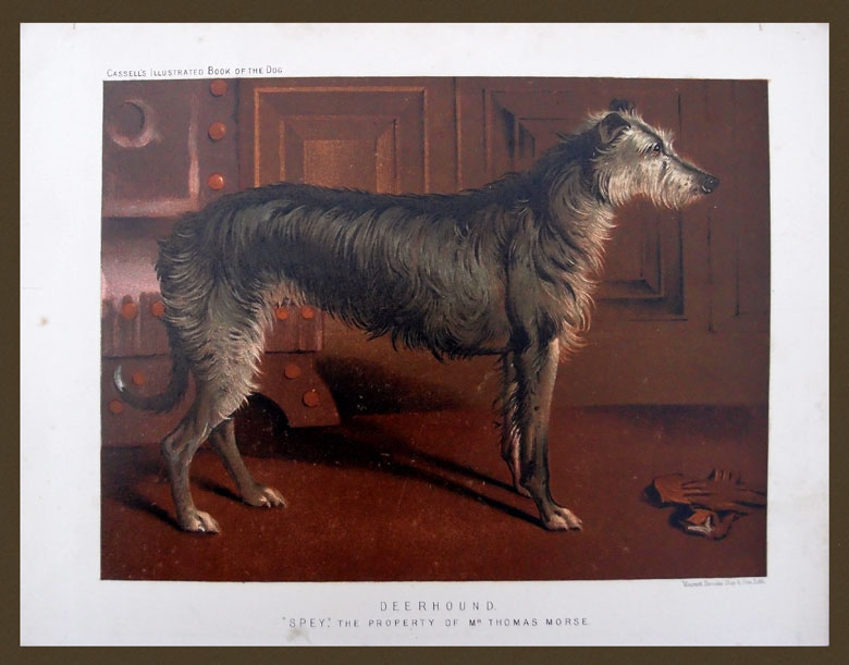 stampa antica cane deerhound