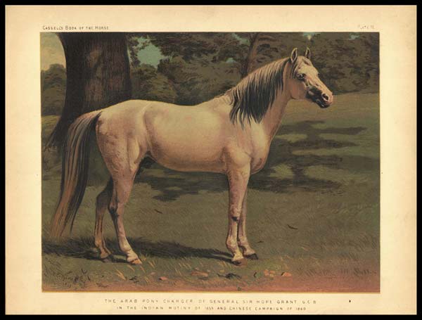 stampa antica cavallo arab pony