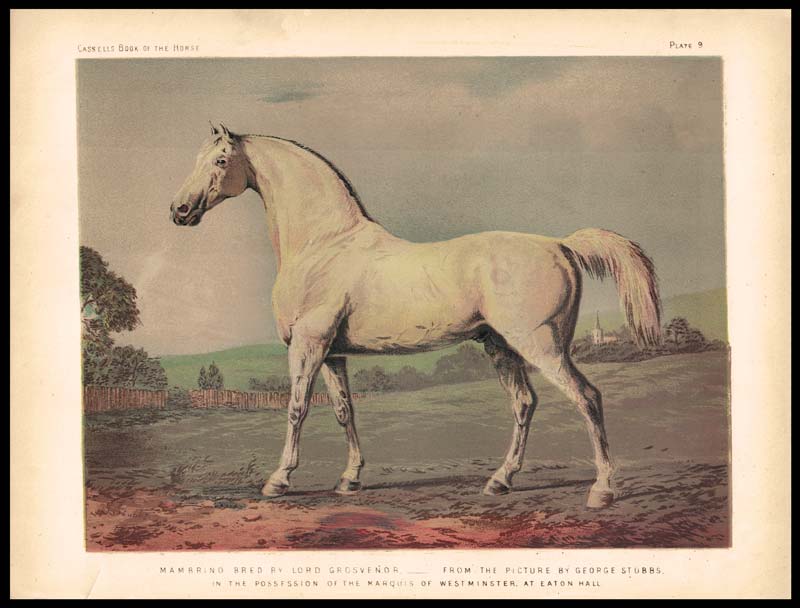 stampa antica cavallo mambrino
