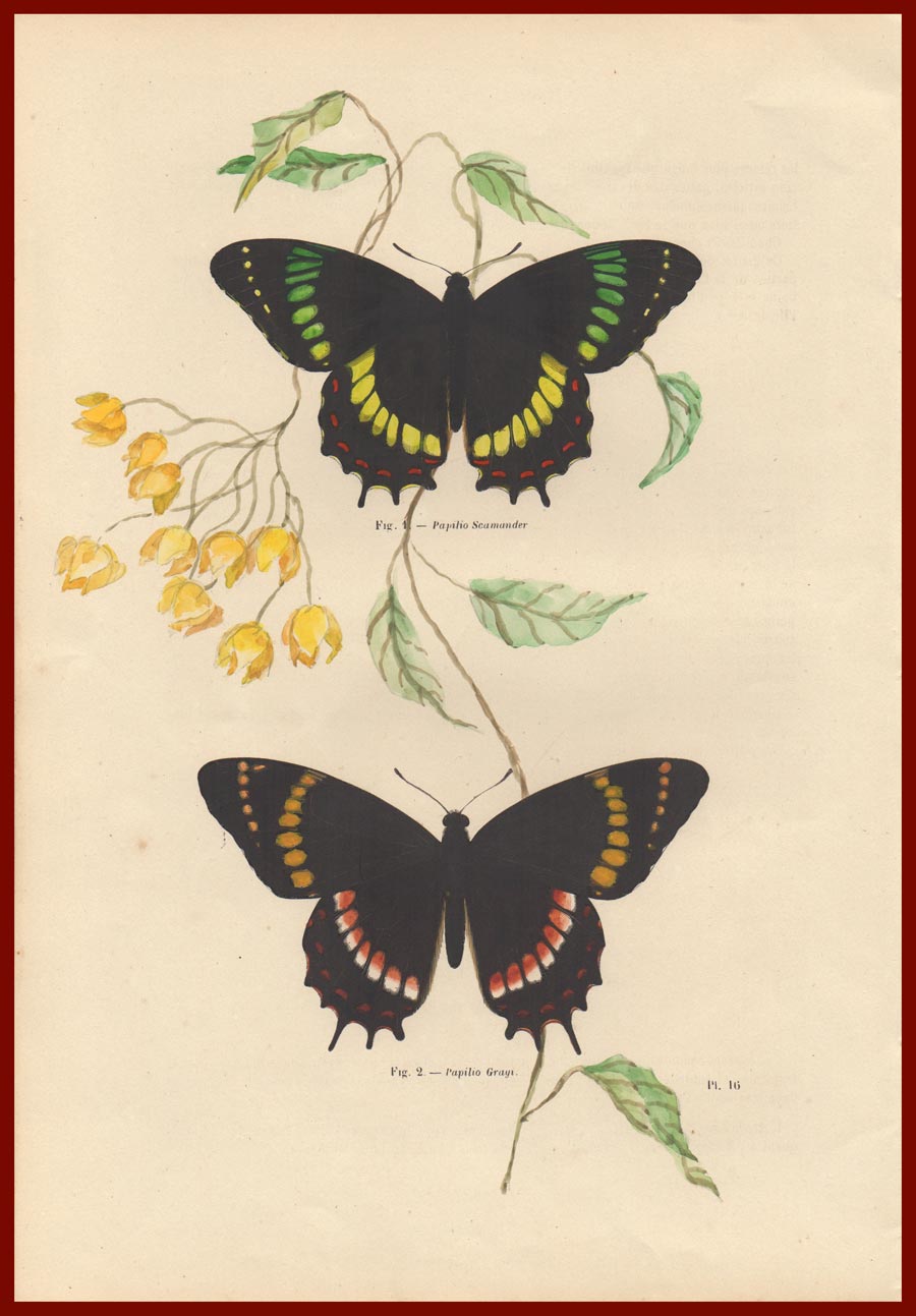 stampa antica farfalle chenu