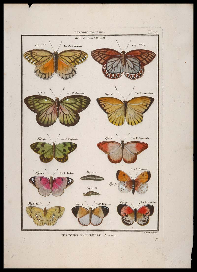 stampa antica farfalle danaine