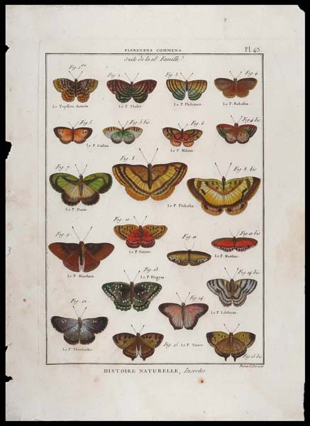 stampa antica papillons benard