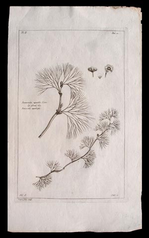 stampa antica botanica