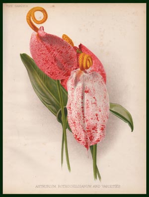 stampa anthurium rothschildianum garden
