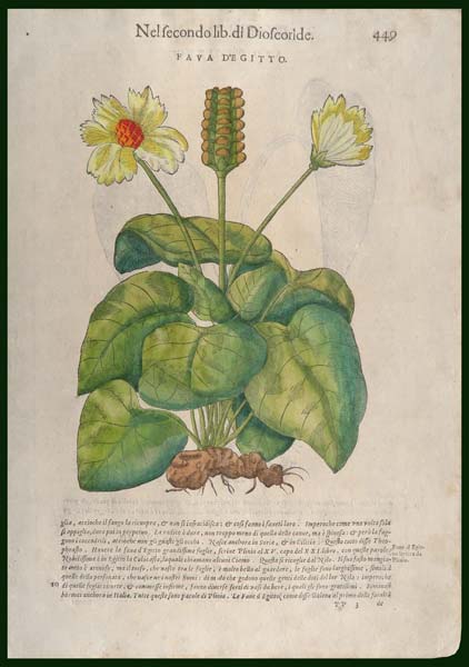 stampa antica fava egitto