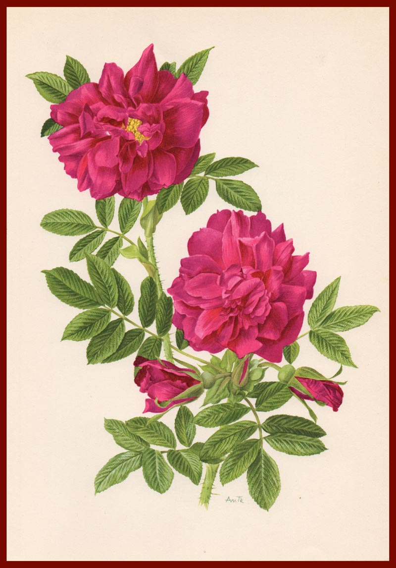 stampa antica rosa roseraie hay
