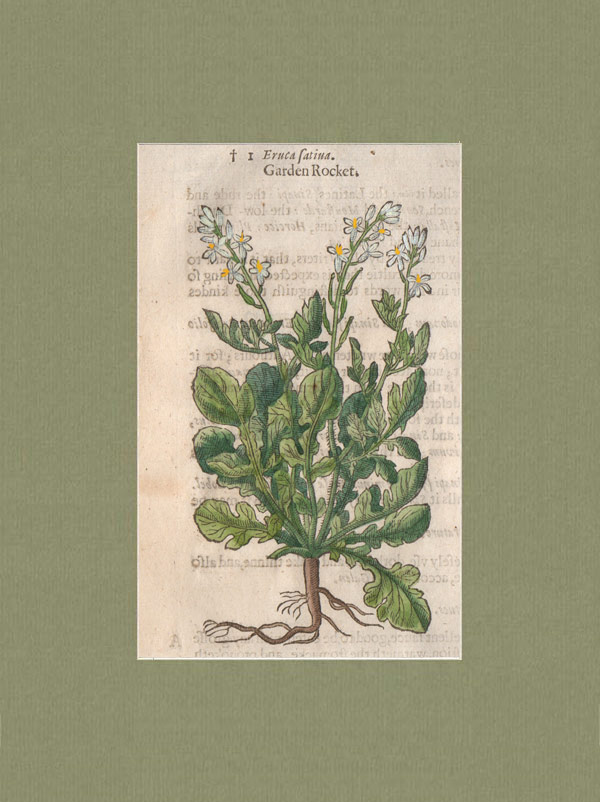 stampa antica rucola gerard