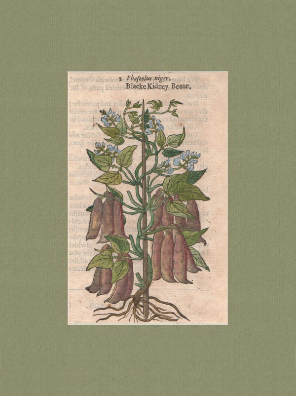 stampa antica fagioli gerard