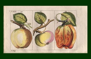 Stampe per cucina, Quadri cucina, Stampe con frutta, Stampe Botaniche,  Stampe Murali, Poster frutta, Stampe digitali -  Italia