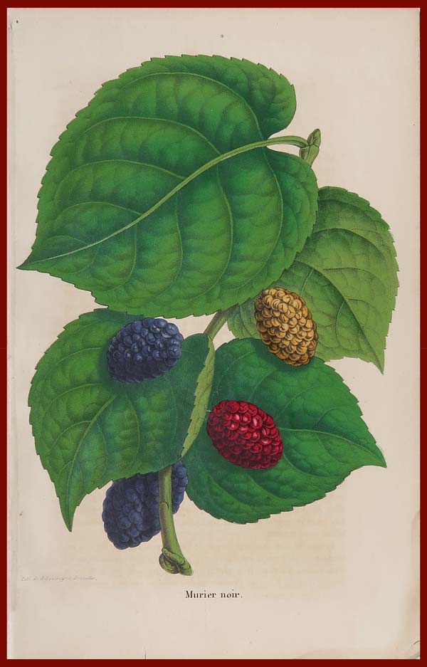 stampa antica gelso