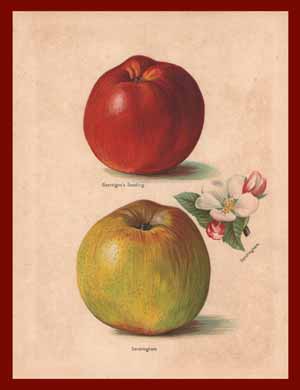 stampa antica mela