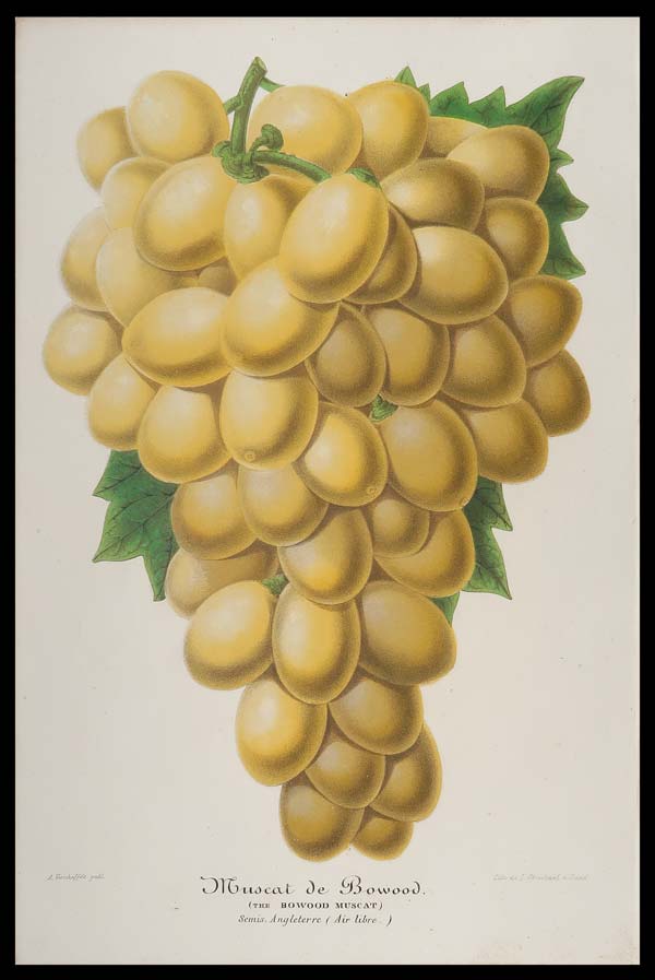 stampa antica moscato