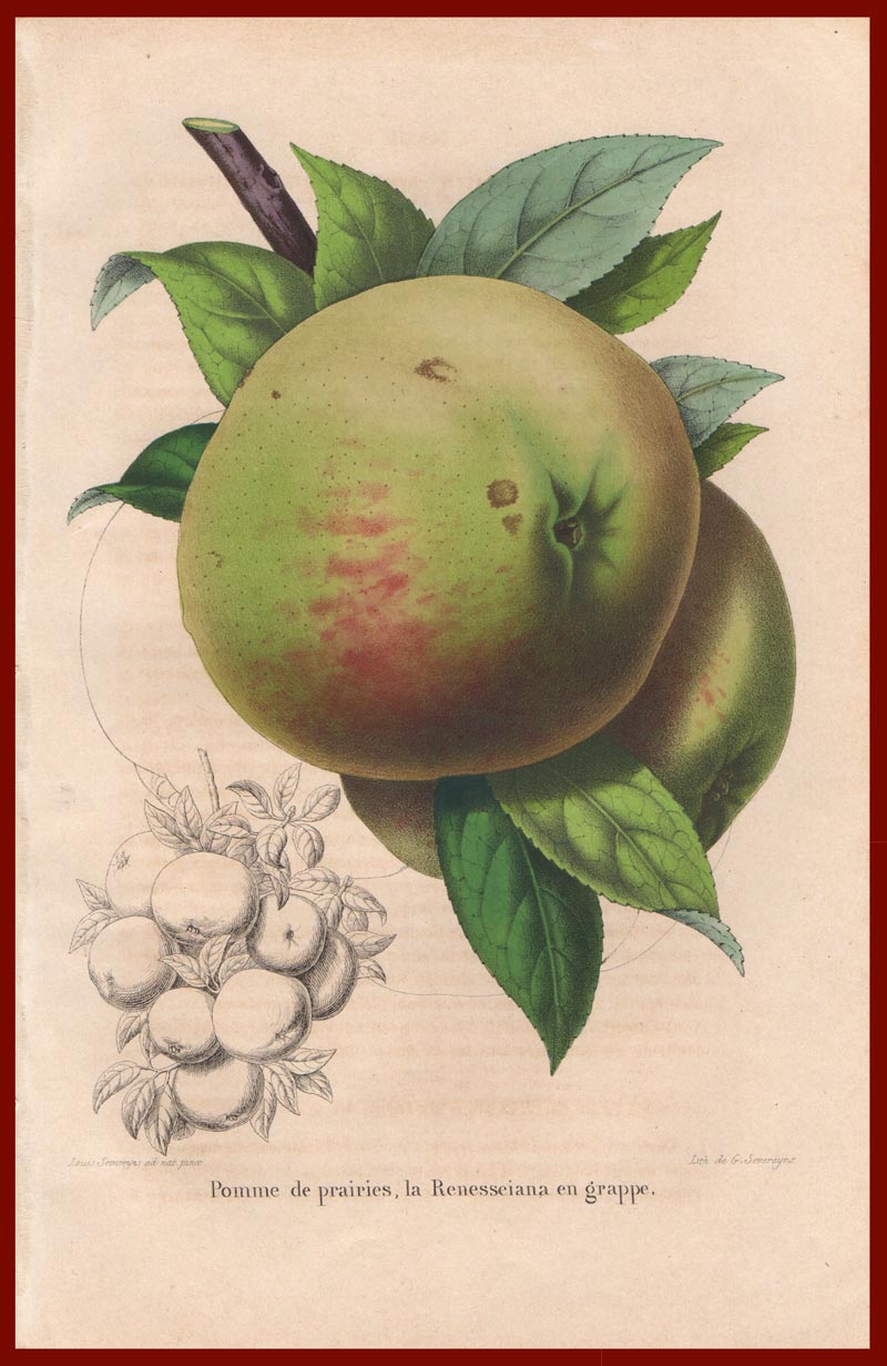 stampa antica pomme prairies severeyns