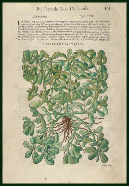 stampa antica portulaca mattioli