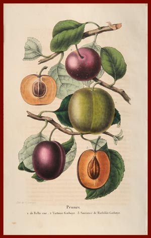 Stampe per cucina, Quadri cucina, Stampe con frutta, Stampe Botaniche,  Stampe Murali, Poster frutta, Stampe digitali -  Italia