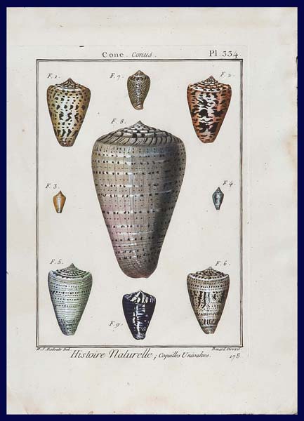 stampa antica conchiglie conus