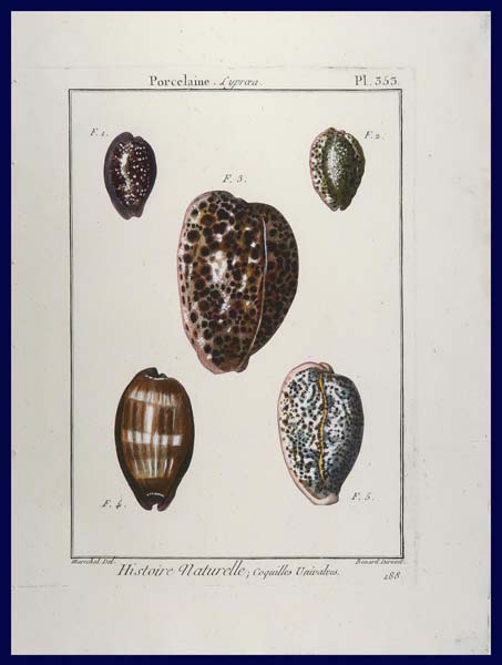 stampa antica conchiglie cypraea