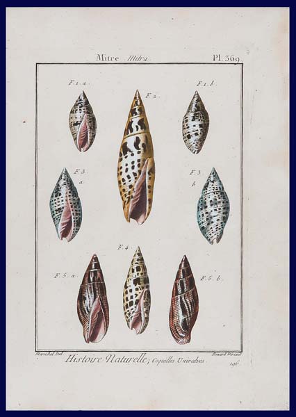 stampa antica conchiglie mitra