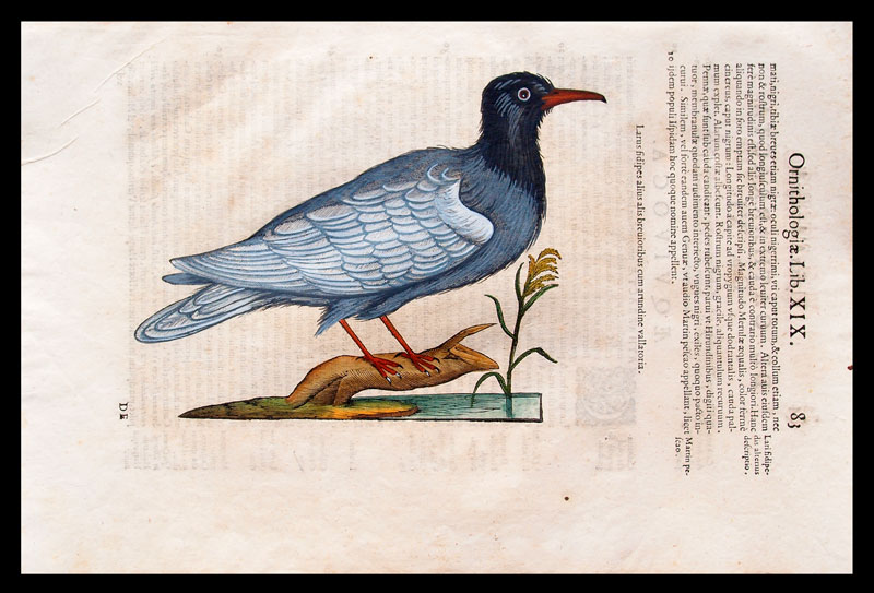 stampa antica gabbiano aldrovandi