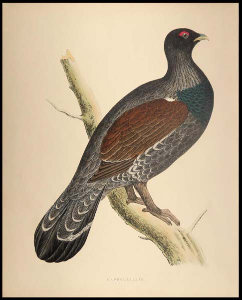 stampa antica capercaillie morris