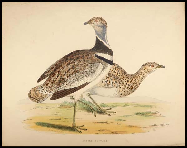 stampa antica little bustard morris