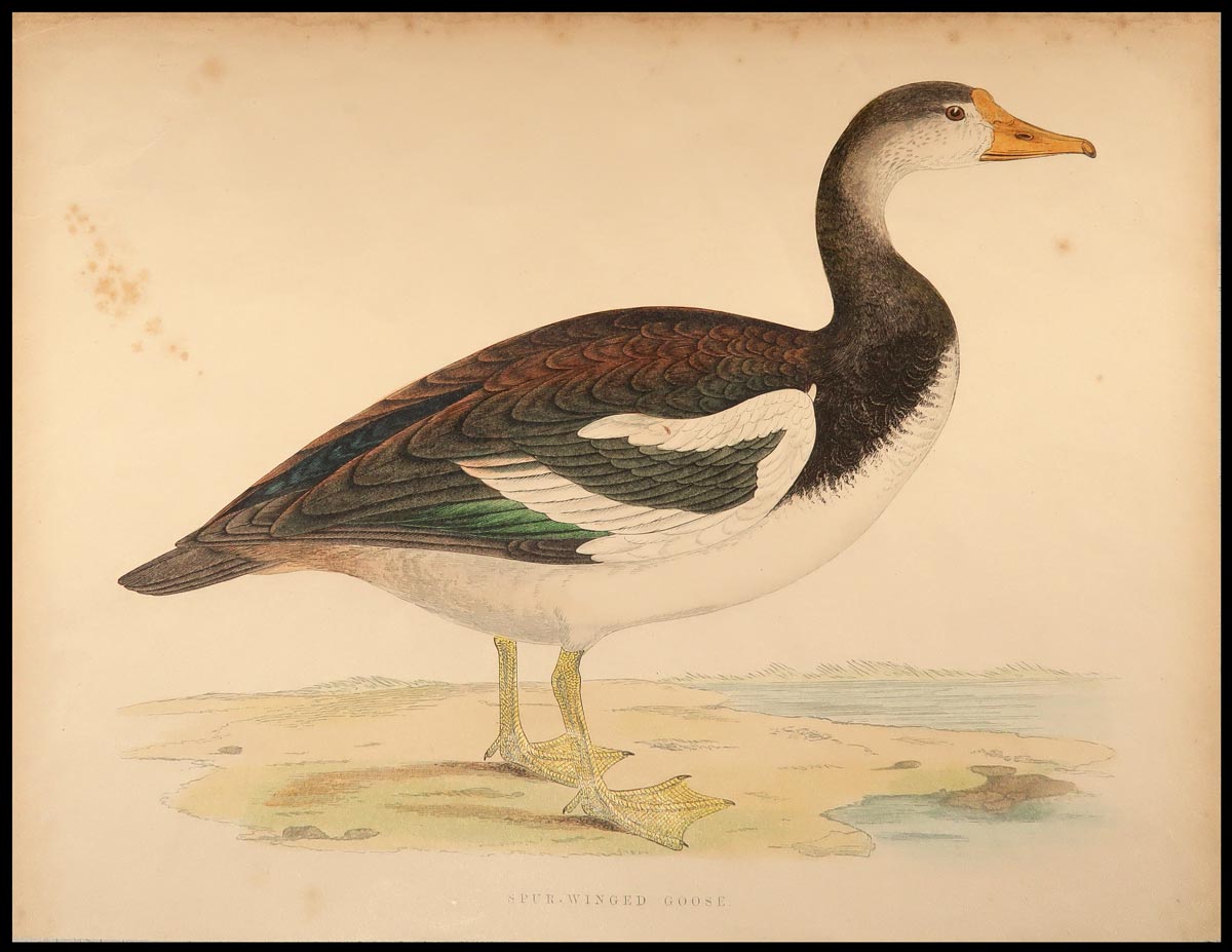 stampa antica spur-winged goose morris