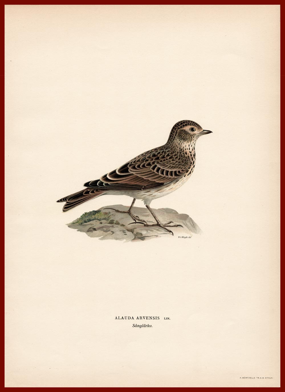 stampa antica allodola svenska