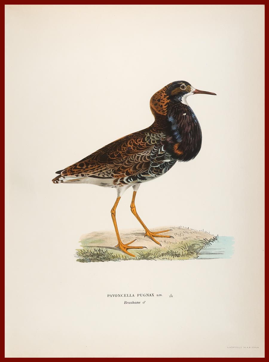 stampa antica combattente wright