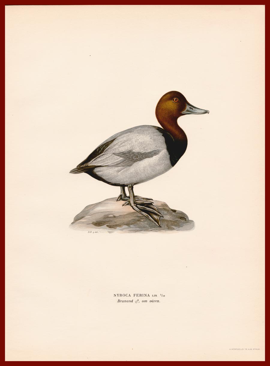 stampa antica nyroca ferina wright