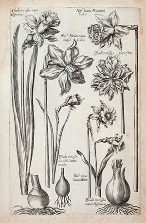 stampa antica di de bry con narcisi